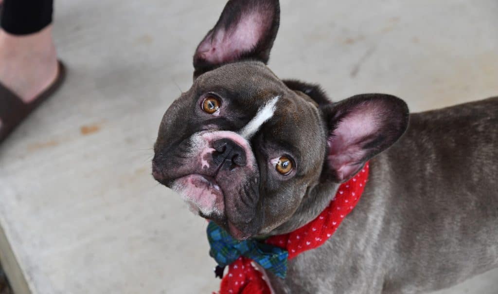 Request Appointment Thank Buna Animal Hospital